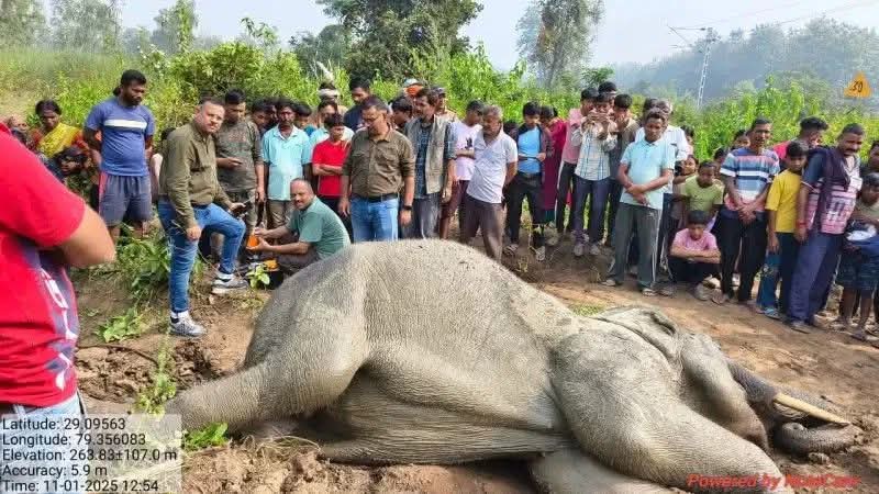 उत्तराखंड लालकुआं रेलवे ट्रेक पर ट्रेन की टक्कर से हाथी गंभीर रूप से घायल ,15 घंटे तक तड़पता रहा हाथी, पैर और दांत टूटा वन विभाग इलाज में जुटा